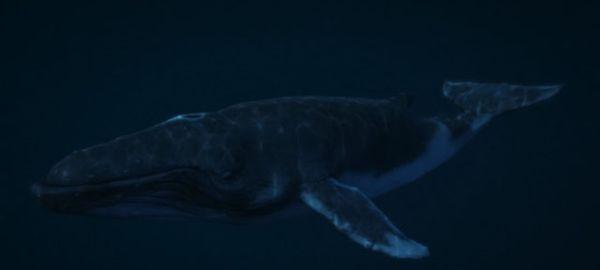 Горбатые киты