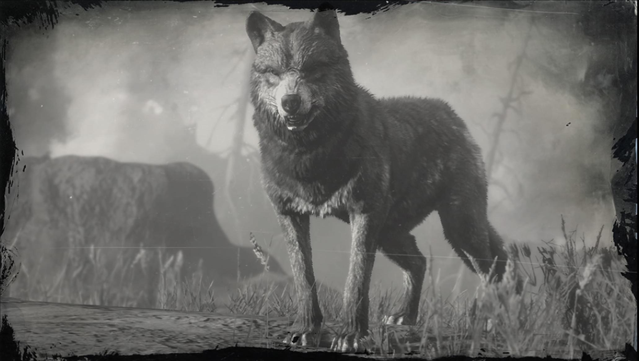 Легендарный койот. РДР 2 легендарный волк волк.